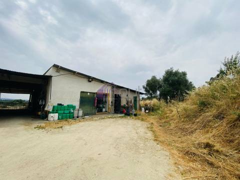 Propriedade Agrícola com 20 Hectares – Excelente Potencial e Preço Atraente