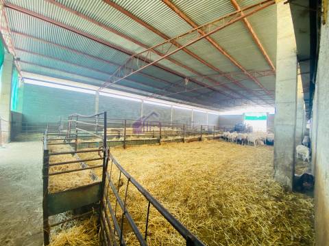 Propriedade Agrícola com 20 Hectares – Excelente Potencial e Preço Atraente