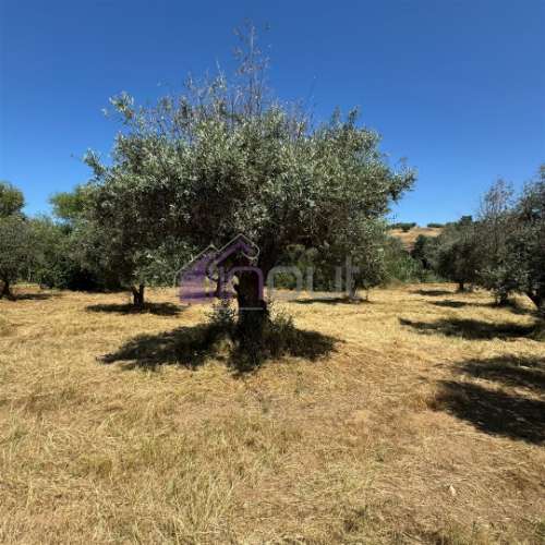 Terreno Rústico  Venda em Ladoeiro,Idanha-a-Nova