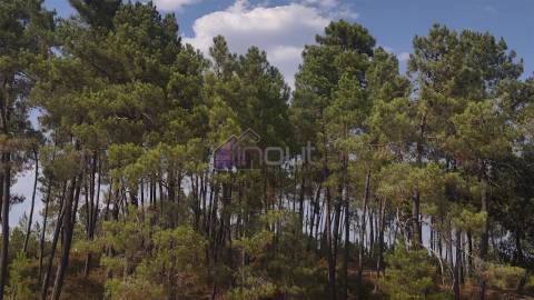 🌿 Terreno Rústico com 2.447 m² em Sarzedas – Castelo Branco