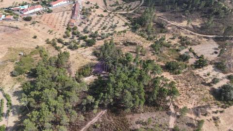 🌿 Terreno Rústico com 2.447 m² em Sarzedas – Castelo Branco
