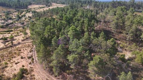 🌿 Terreno Rústico com 2.447 m² em Sarzedas – Castelo Branco