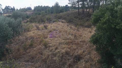 🌿 Terreno Rústico com 2.447 m² em Sarzedas – Castelo Branco