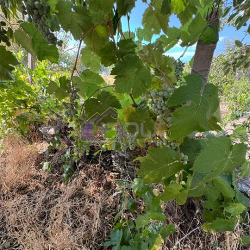 🌿 Terreno Rústico com 2.447 m² em Sarzedas – Castelo Branco