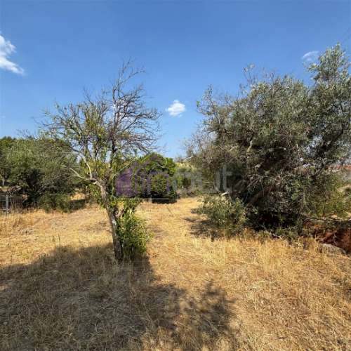 🌿 Terreno Rústico com 2.447 m² em Sarzedas – Castelo Branco