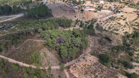 🌿 Terreno Rústico com 2.447 m² em Sarzedas – Castelo Branco