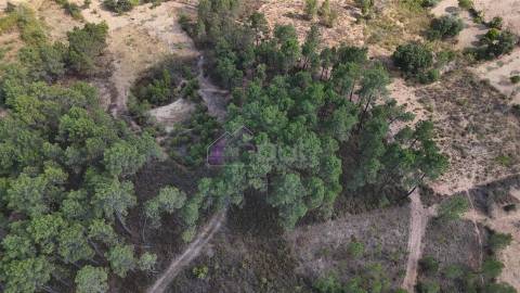 🌿 Terreno Rústico com 2.447 m² em Sarzedas – Castelo Branco