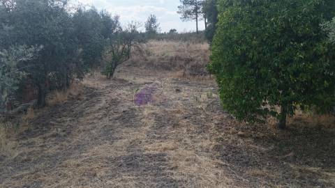 🌿 Terreno Rústico com 2.447 m² em Sarzedas – Castelo Branco