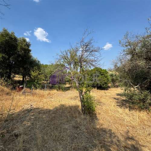 🌿 Terreno Rústico com 2.447 m² em Sarzedas – Castelo Branco