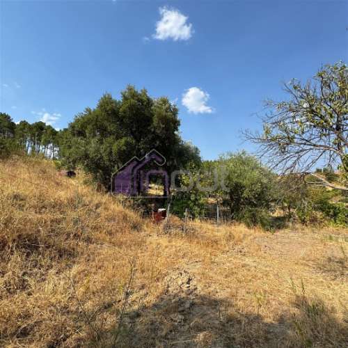 🌿 Terreno Rústico com 2.447 m² em Sarzedas – Castelo Branco