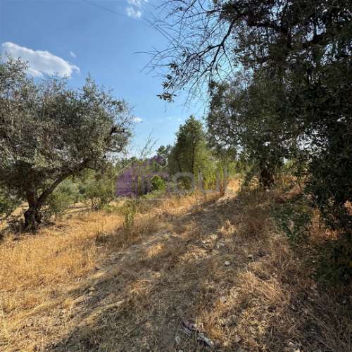 🌿 Terreno Rústico com 2.447 m² em Sarzedas – Castelo Branco