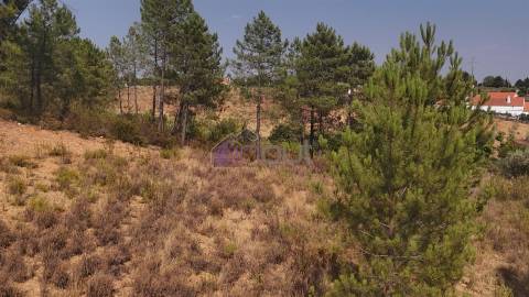 🌿 Terreno Rústico com 2.447 m² em Sarzedas – Castelo Branco