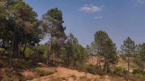 🌿 Terreno Rústico com 2.447 m² em Sarzedas – Castelo Branco