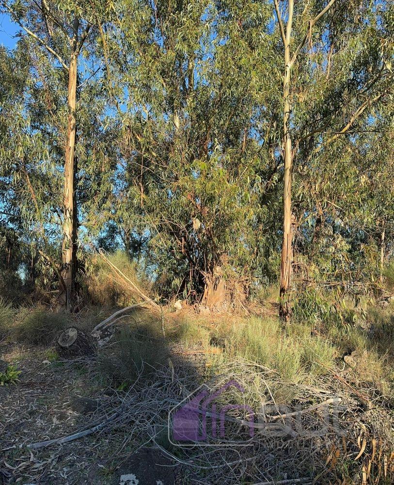 🌳 Terreno com 10 ha, Murado, com Casa Rústica em Pedra – Próximo de Escalos de Cima, Castelo Branco