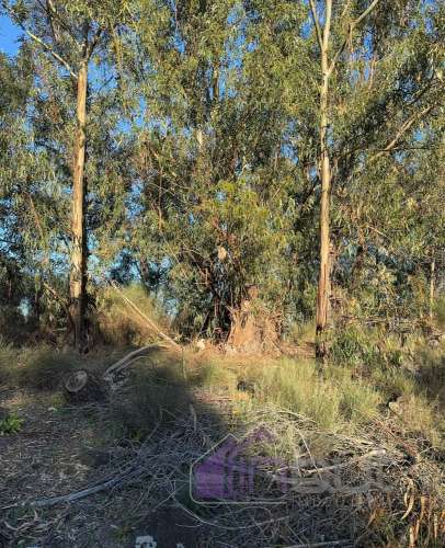 🌳 Terreno com 10 ha, Murado, com Casa Rústica em Pedra – Próximo de Escalos de Cima, Castelo Branco