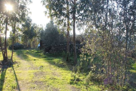 🌿 Terreno Rústico para Venda – Um Refúgio Natural perto de Belgais! 🌿
