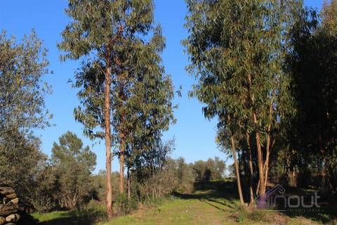 🌿 Terreno Rústico para Venda – Um Refúgio Natural perto de Belgais! 🌿