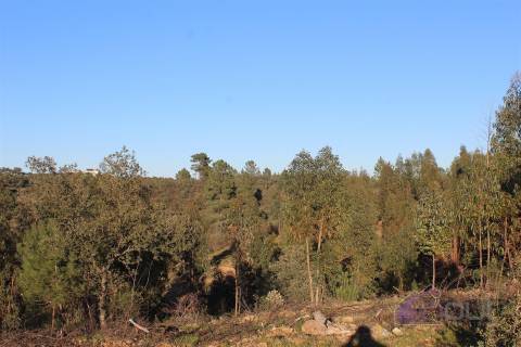 🌿 Terreno Rústico para Venda – Um Refúgio Natural perto de Belgais! 🌿