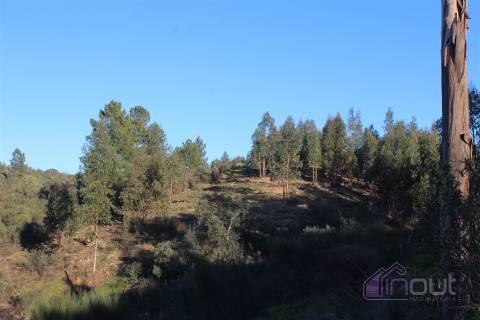 🌿 Terreno Rústico para Venda – Um Refúgio Natural perto de Belgais! 🌿