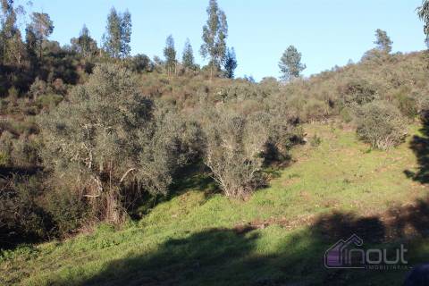 🌿 Terreno Rústico para Venda – Um Refúgio Natural perto de Belgais! 🌿