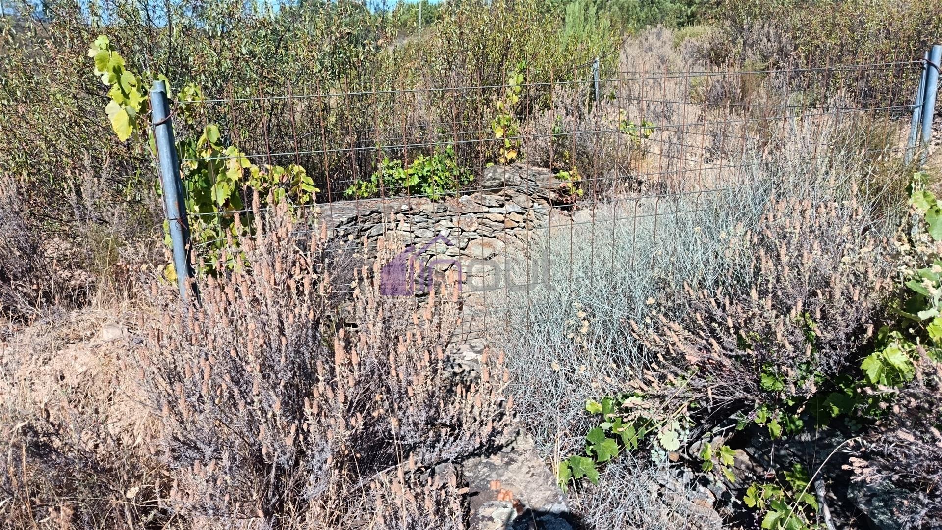 🏡 Moradia T3 com Quintal – Sarzedas, Castelo Branco