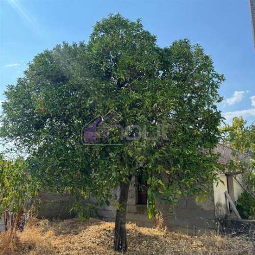 🏡 Moradia T3 com Quintal – Sarzedas, Castelo Branco