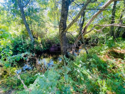 🌳 Quintinha com 6.140 m² em Louriçal do Campo – Um refúgio entre a serra e o rio! 🏞️