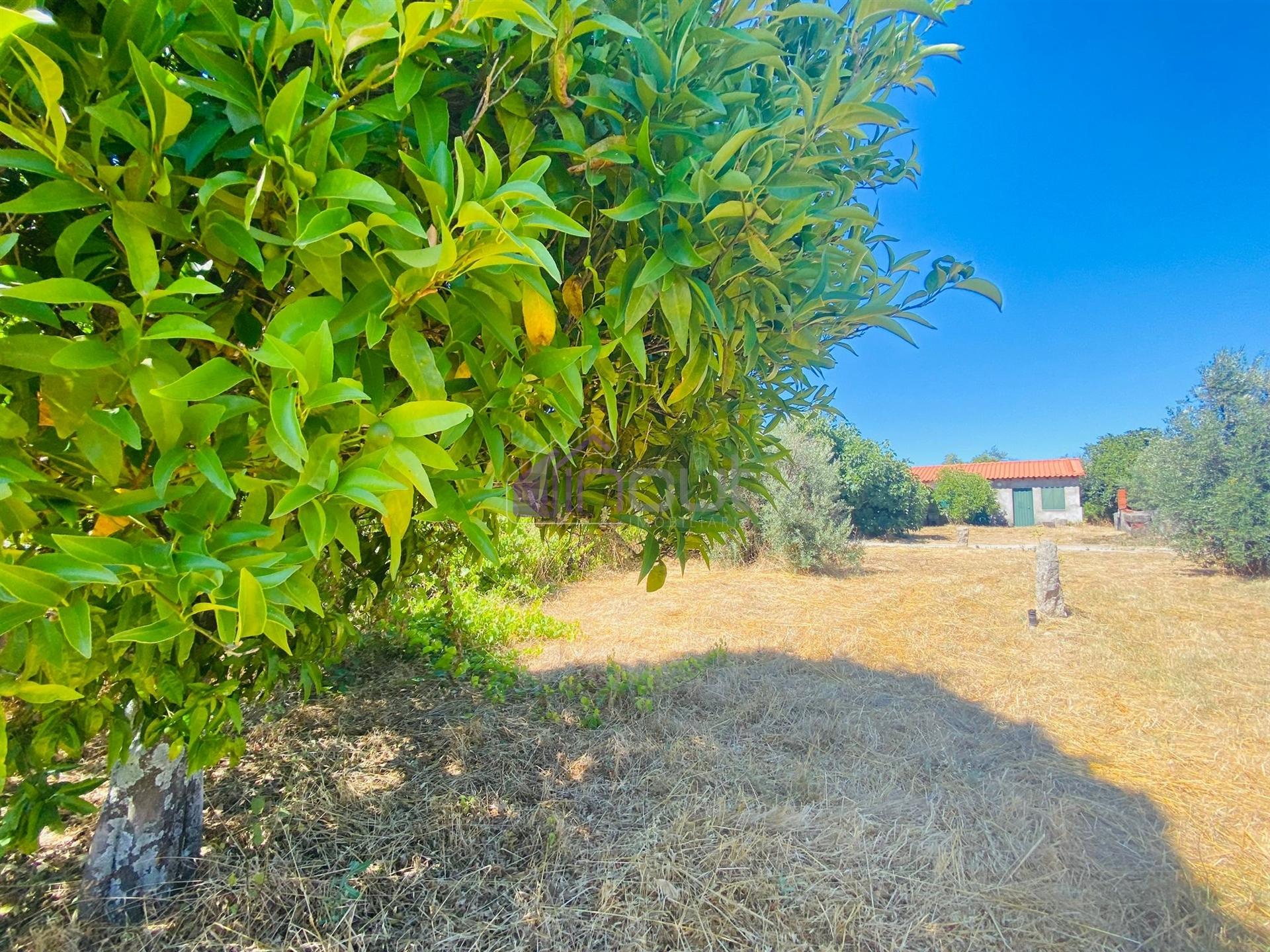 🌳 Quintinha com 6.140 m² em Louriçal do Campo – Um refúgio entre a serra e o rio! 🏞️