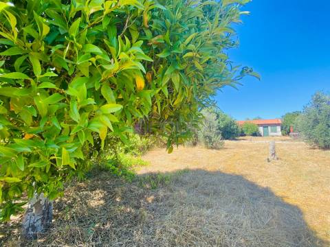 🌳 Quintinha com 6.140 m² em Louriçal do Campo – Um refúgio entre a serra e o rio! 🏞️
