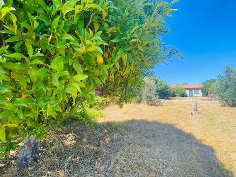🌳 Quintinha com 6.140 m² em Louriçal do Campo – Um refúgio entre a serra e o rio! 🏞️