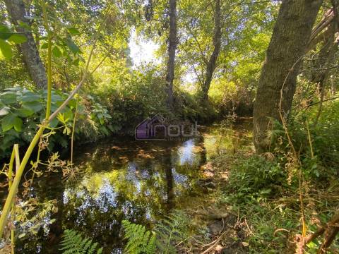 🌳 Quintinha com 6.140 m² em Louriçal do Campo – Um refúgio entre a serra e o rio! 🏞️