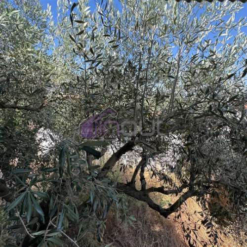 Moradia em Xisto para Restaurar com Quintal – Benquerenças, Castelo Branco | IN OUT Imobiliária