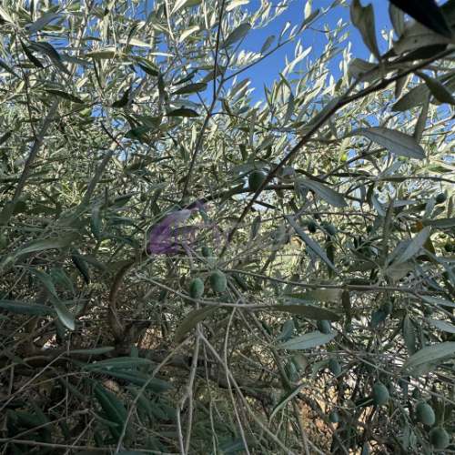 Moradia em Xisto para Restaurar com Quintal – Benquerenças, Castelo Branco | IN OUT Imobiliária