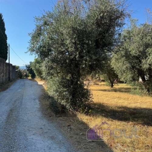 Quinta  Venda em Castelo Branco,Castelo Branco