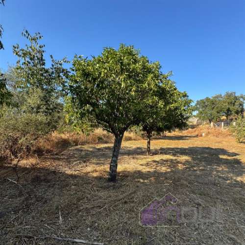 Quinta  Venda em Castelo Branco,Castelo Branco