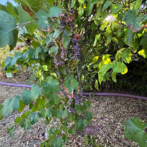 Quinta  Venda em Castelo Branco,Castelo Branco