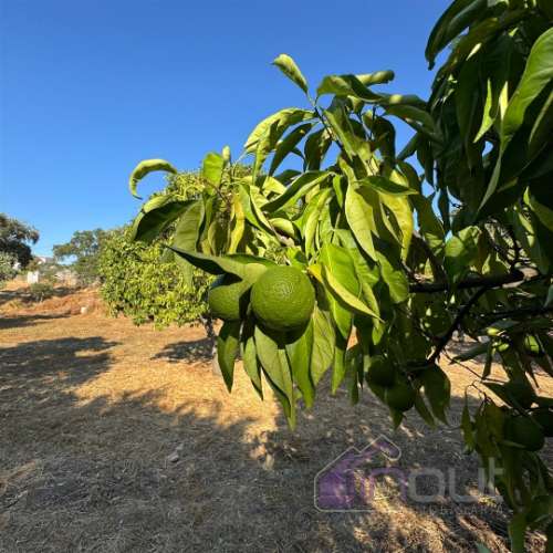 Quinta  Venda em Castelo Branco,Castelo Branco