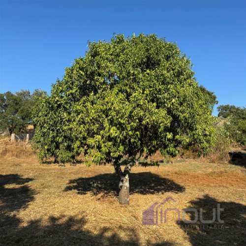 Quinta  Venda em Castelo Branco,Castelo Branco