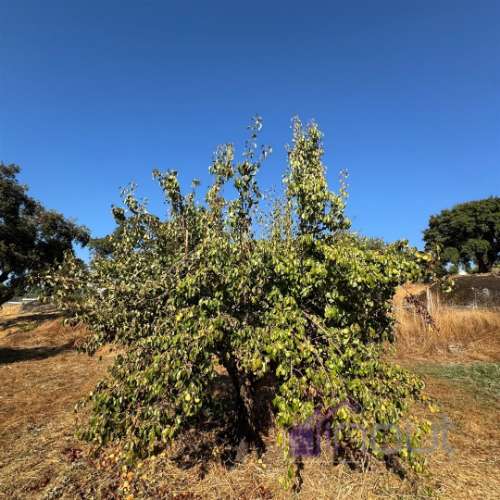 Quinta  Venda em Castelo Branco,Castelo Branco