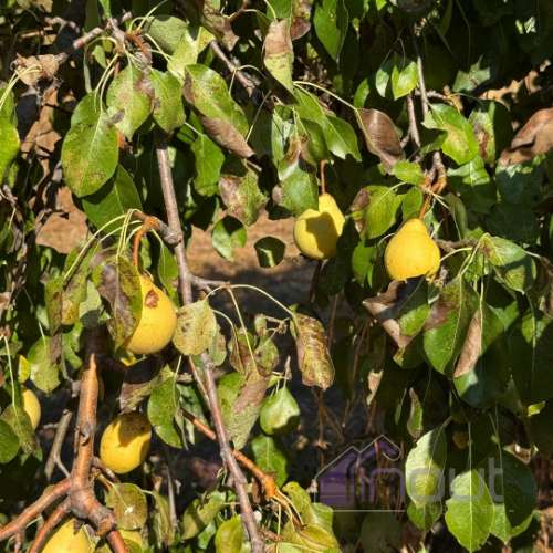 Quinta  Venda em Castelo Branco,Castelo Branco