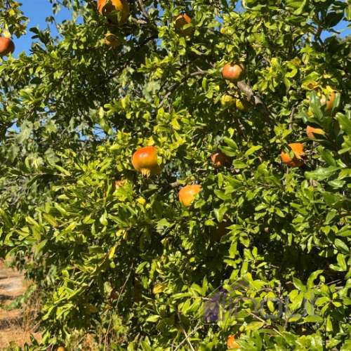Quinta  Venda em Castelo Branco,Castelo Branco