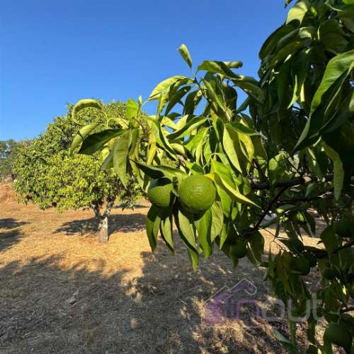 Quinta  Venda em Castelo Branco,Castelo Branco