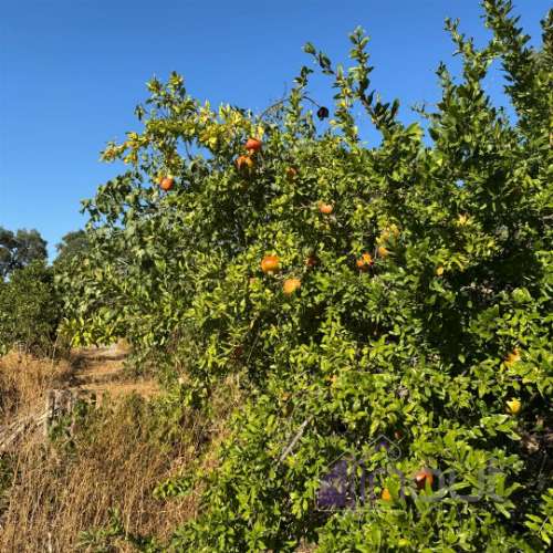 Quinta  Venda em Castelo Branco,Castelo Branco
