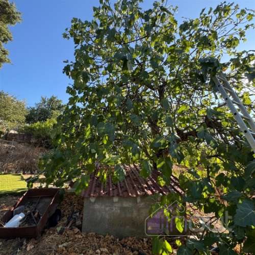 Quinta  Venda em Castelo Branco,Castelo Branco