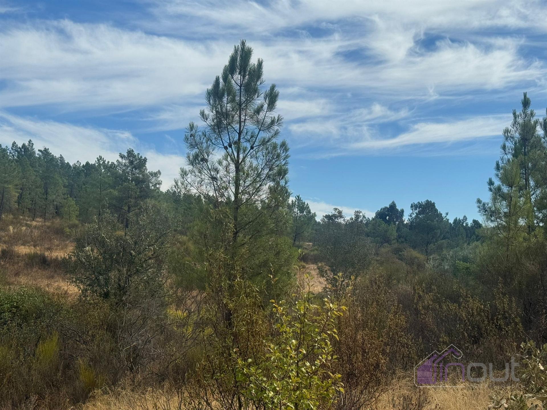 Terreno Rústico com Ruína e Construção Rural no Salgueiro do Campo – Castelo Branco