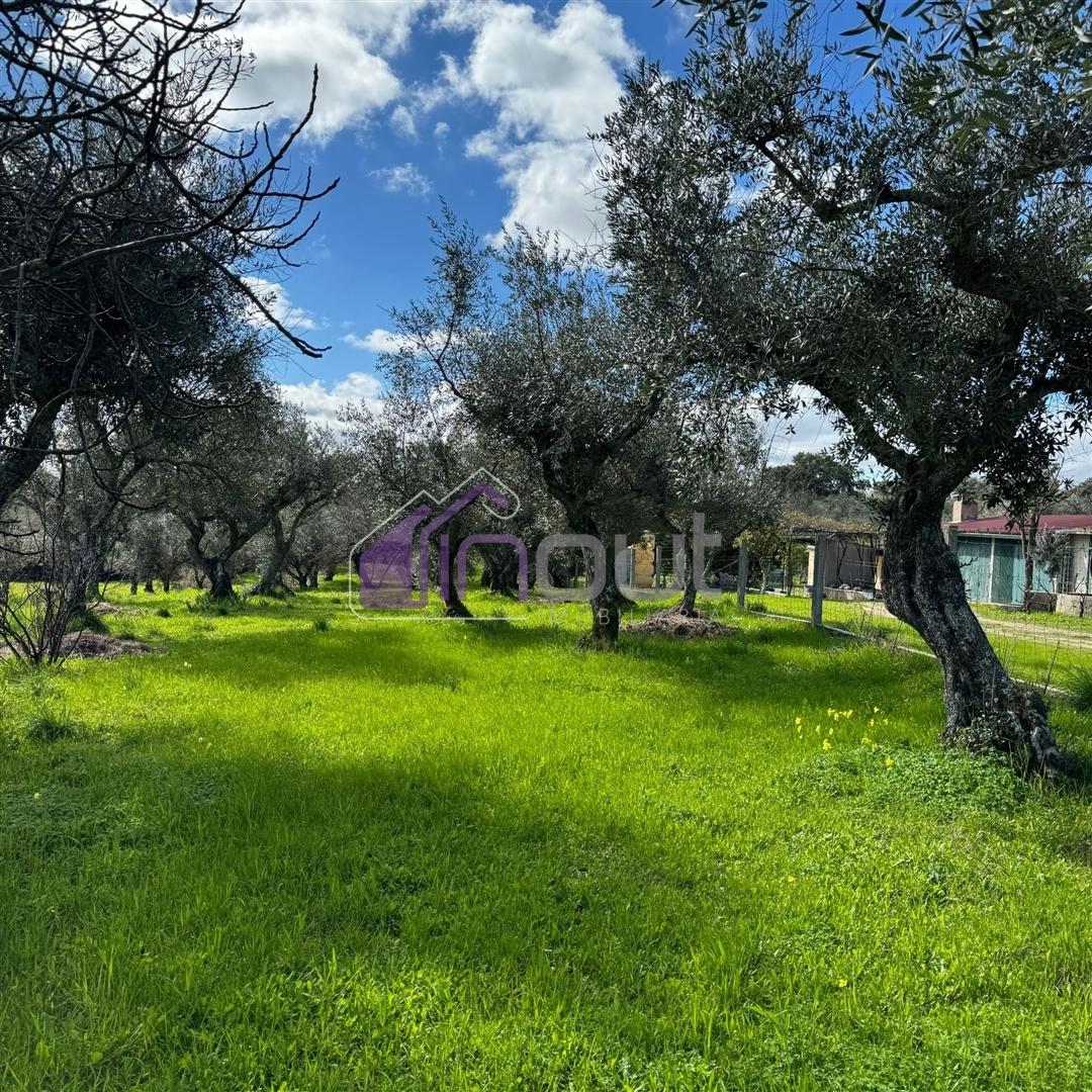 Terreno Rústico  Venda em Póvoa de Rio de Moinhos e Cafede,Castelo Branco
