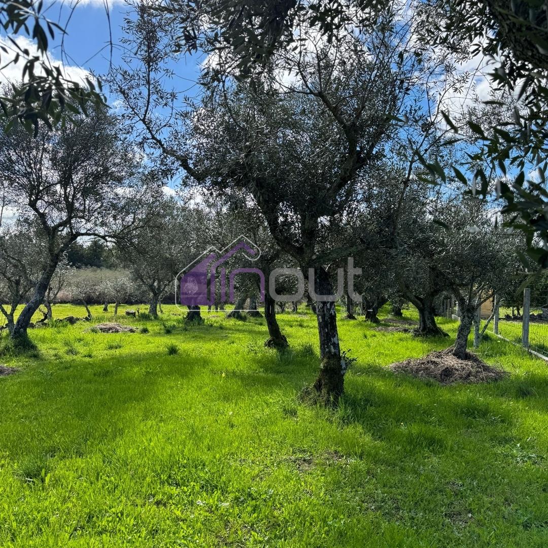Terreno Rústico  Venda em Póvoa de Rio de Moinhos e Cafede,Castelo Branco