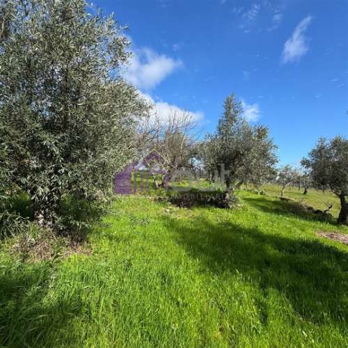 Terreno Rústico  Venda em Póvoa de Rio de Moinhos e Cafede,Castelo Branco