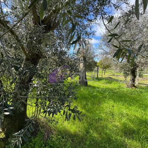 Terreno Rústico  Venda em Póvoa de Rio de Moinhos e Cafede,Castelo Branco