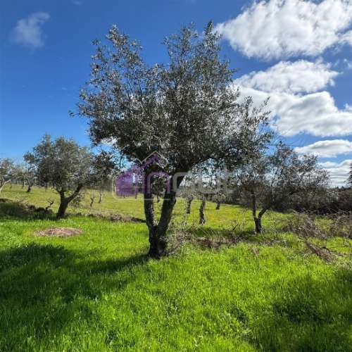 Terreno Rústico  Venda em Póvoa de Rio de Moinhos e Cafede,Castelo Branco